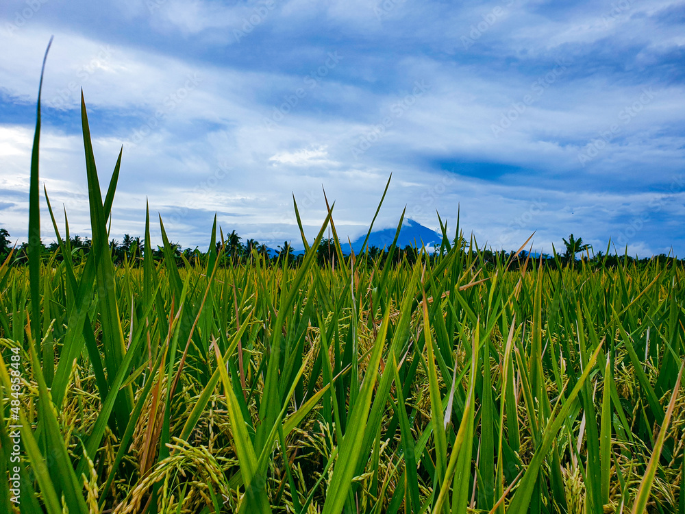 Obraz premium field and blue sky with mountain background 