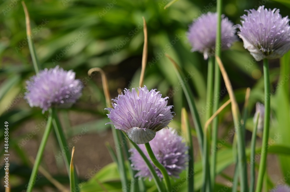 Fototapeta premium Blooming wild chives, scientific name Allium karelinii