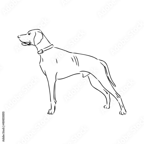 Decorative outline portrait of cute pointer dog vector illustration in black color isolated on white background. Isolated image for design and tattoo.