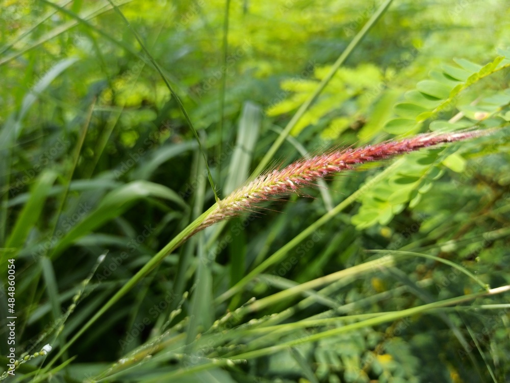 close up of grass seeds