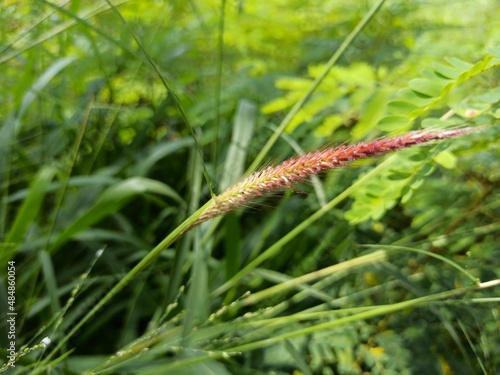 close up of grass seeds