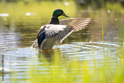 Erpel im Anflug 2 © Beck Photography