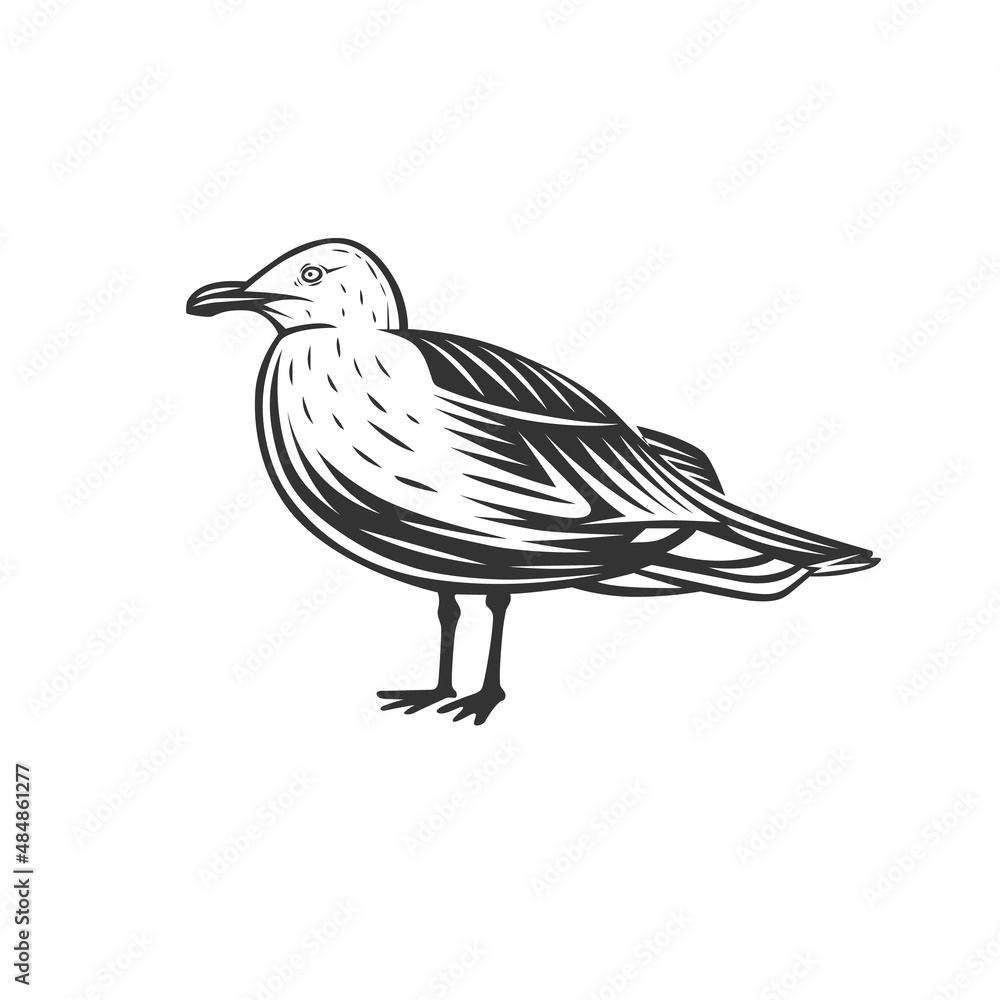 Fototapeta premium Gull. Black and white illustration.