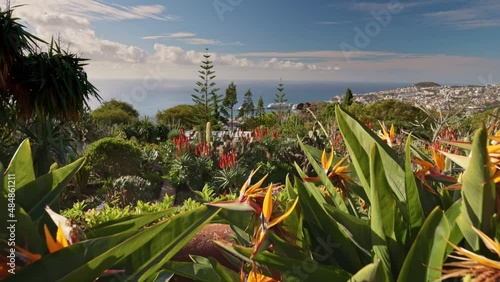 Sunny view of Funchal from Madeira Botanical Garden. Gorgeous sunny view of diverse vegetation and flowers in island Madeira and Funchal city photo