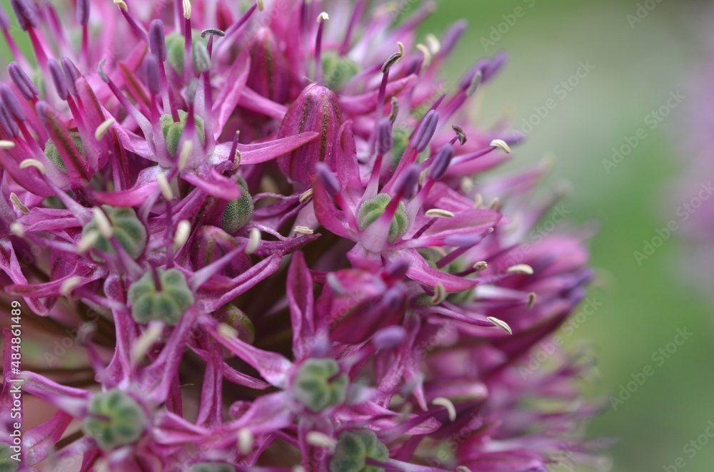 Seedpods and flowers of wild onion, scientific name Allium robustum Seedpods and flowers of wild onion, scientific name Allium robustum