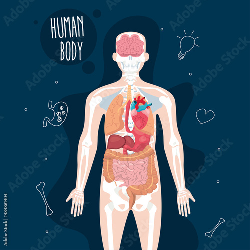 Anatomy body design