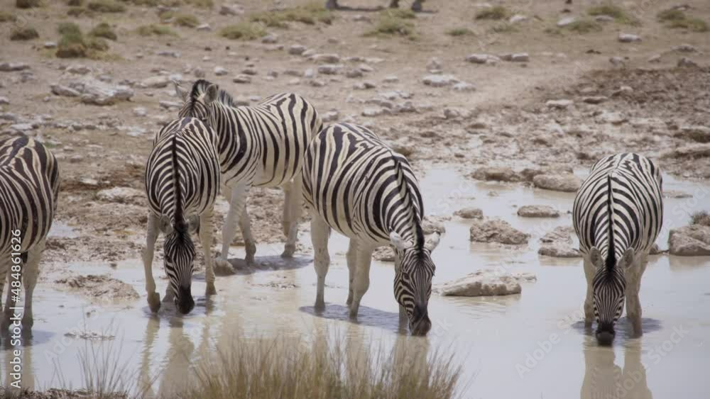 Zebra in the wild. Safari in Africa, African savannah. Wildlife, animals. Zebra in the wild. Safari in Africa, African savannah. Wildlife, animals.