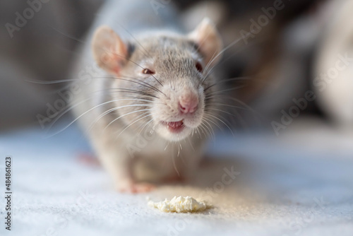 Rat © Linnea