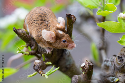 mouse on a branch