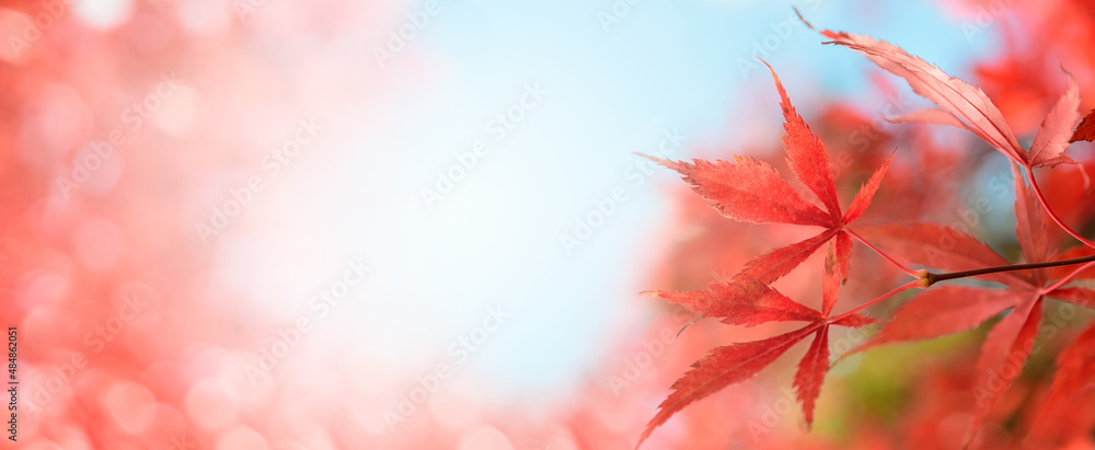 Red Japanese maple leaves. Autumn background. Soft focus Red Japanese maple leaves. Autumn background. Soft focus