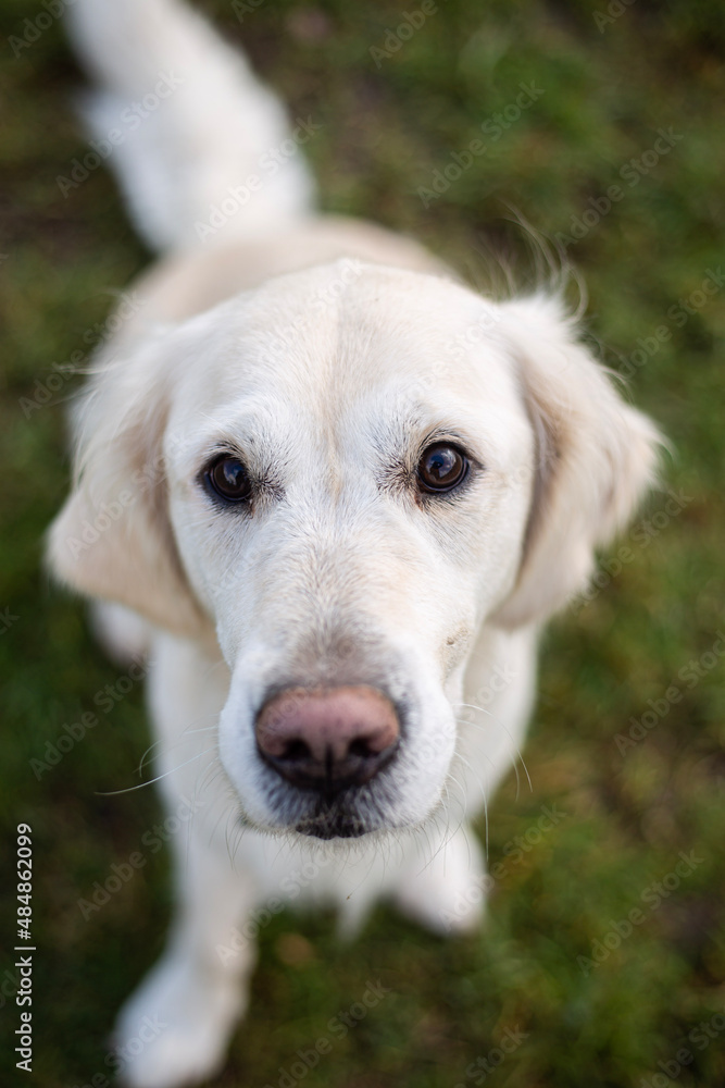 golden retriever