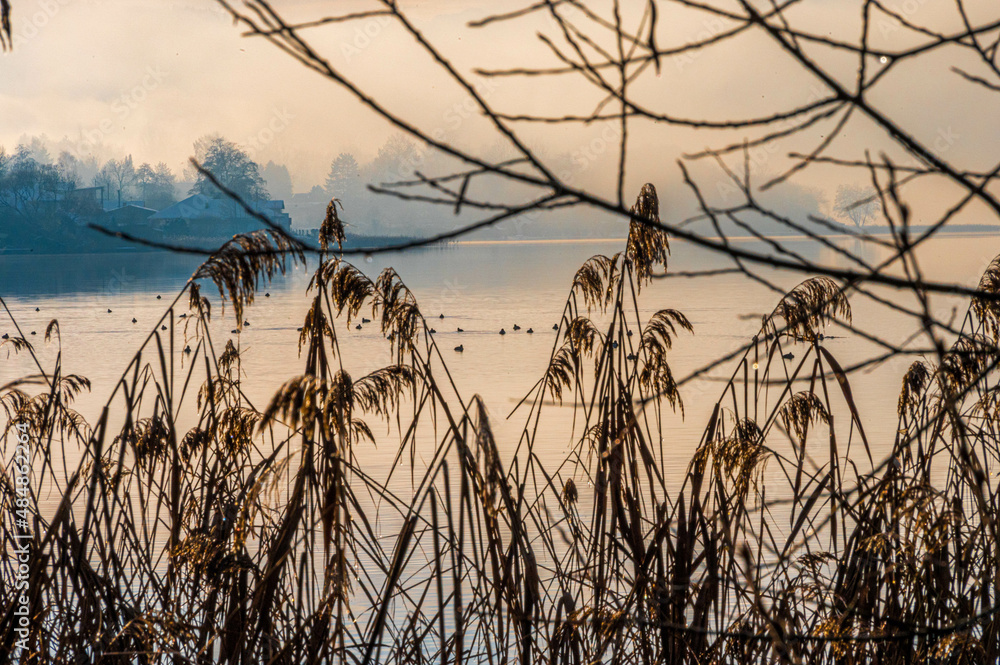 Seelandschaft durch Schilf bei Sonnenuntergang Seelandschaft durch Schilf bei Sonnenuntergang