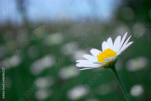Beautiful chamomile flowers on a white background Image of a florist, white photo
