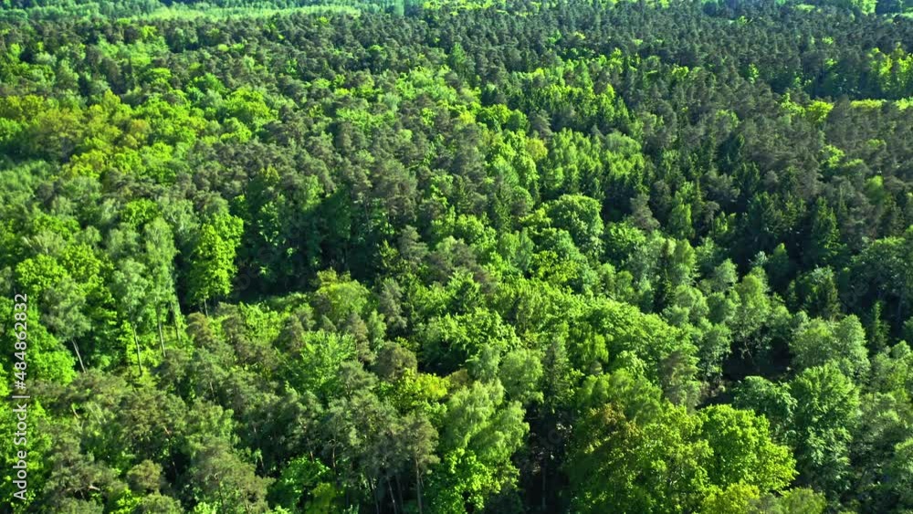 Aerial view of green forest in summer. Aerial view of green forest in summer.