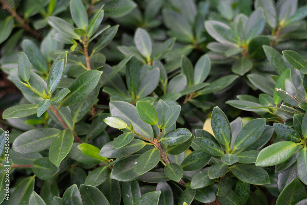 Fototapeta Ficus microcarpa var. crassifolia . Hedge. Ficus microcarpa, also known as Chinese banyan, Malayan banyan, Indian laurel, curtain fig, or gajumaru , is a tree in the fig family Moraceae.