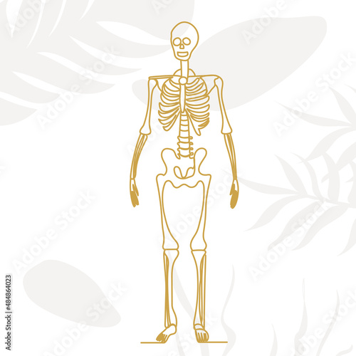 skeleton in one line, outline on an abstract background, vector, isolated