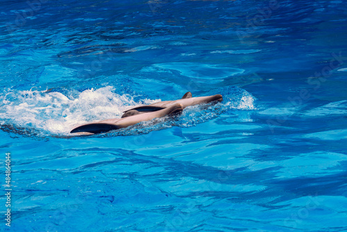 A couple of dolphins swim in the sea © vvvita