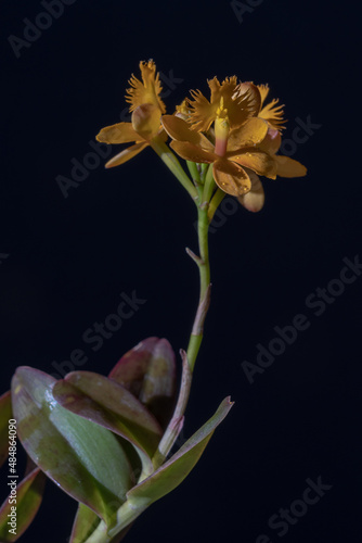 Closeup view of beautiful epidendrum epiphytic tropical orchid blooming with bright yellow orange flowers and bud in natural sunlight isolated on black background photo