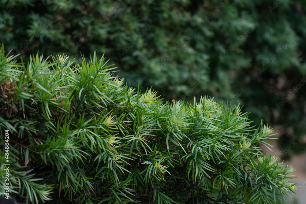 Afrocarpus falcatus (syn. Podocarpus falcatus) family Podocarpaceae. common yellowwood, bastard yellowwood, outeniqua yellowwood, African pine tree, weeping yew Afrocarpus falcatus (syn. Podocarpus falcatus) family Podocarpaceae. common yellowwood, bastard yellowwood, outeniqua yellowwood, African pine tree, weeping yew