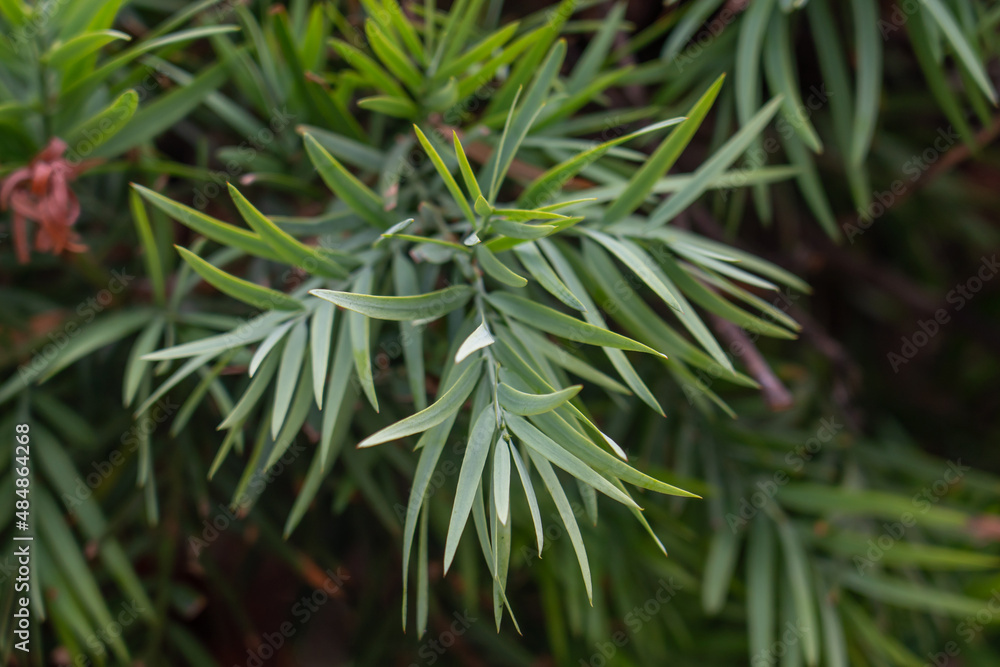 Afrocarpus falcatus (syn. Podocarpus falcatus) family Podocarpaceae