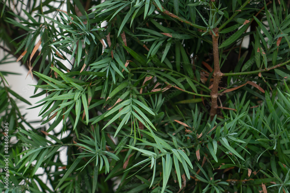 Afrocarpus falcatus (syn. Podocarpus falcatus) family Podocarpaceae. common yellowwood, bastard yellowwood, outeniqua yellowwood, African pine tree, weeping yew Afrocarpus falcatus (syn. Podocarpus falcatus) family Podocarpaceae. common yellowwood, bastard yellowwood, outeniqua yellowwood, African pine tree, weeping yew