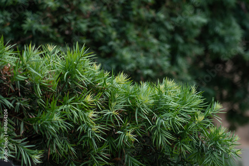 Afrocarpus falcatus (syn. Podocarpus falcatus) family Podocarpaceae. common yellowwood, bastard yellowwood, outeniqua yellowwood, African pine tree, weeping yew