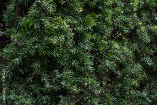 Afrocarpus falcatus (syn. Podocarpus falcatus) family Podocarpaceae.  common yellowwood, bastard yellowwood, outeniqua yellowwood, African pine tree, weeping yew photo