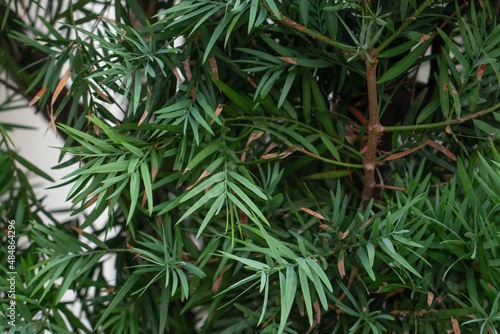 Afrocarpus falcatus  syn. Podocarpus falcatus  family Podocarpaceae.  common yellowwood  bastard yellowwood  outeniqua yellowwood  African pine tree  weeping yew