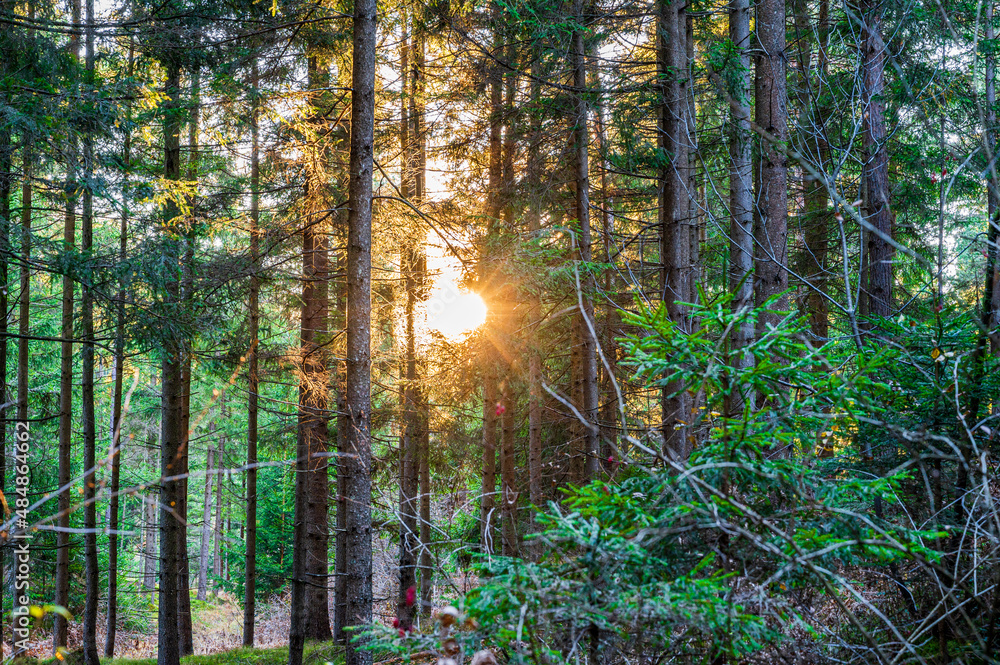 Obraz premium Sonnenschein im Wald