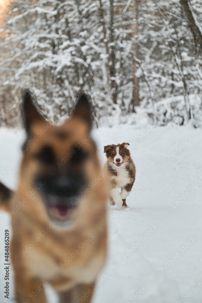 Adult German Shepherd and Aussie puppy walk together in snowy park. Australian Shepherd red tricolor. Two dogs have fun running along winter forest road. Unusual angle. Adult German Shepherd and Aussie puppy walk together in snowy park. Australian Shepherd red tricolor. Two dogs have fun running along winter forest road. Unusual angle.