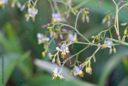 Dianella ensifolia (Variegated flax lily) Dianella is a genus of about forty species of flowering plants in the monocot family Asphodelaceae and are commonly known as flax lilies. Hawaii 