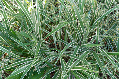 Dianella ensifolia (Variegated flax lily) Dianella is a genus of about forty species of flowering plants in the monocot family Asphodelaceae and are commonly known as flax lilies. Waikiki Hawaii
