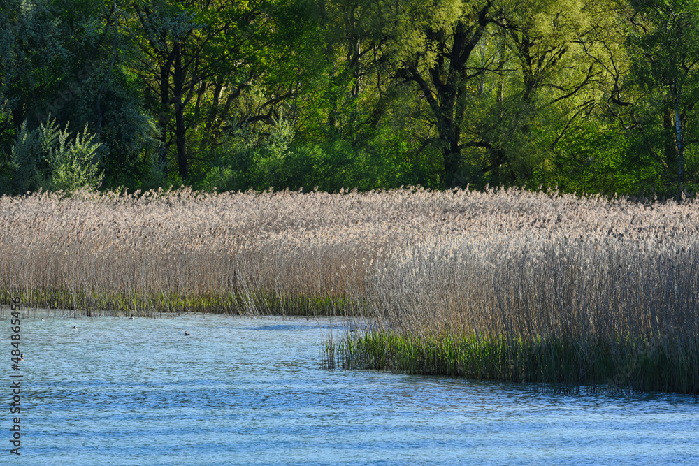 Schilf wächst nach am Bodensee Schilf wächst nach am Bodensee