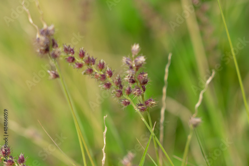 
Cenchrus echinatus is a species of grass known by the common names southern sandbur, spiny sandbur, southern sandspur, and in Australia, Mossman River grass. It is native to North and South America. 