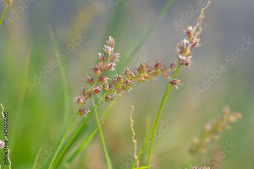 
Cenchrus echinatus is a species of grass known by the common names southern sandbur, spiny sandbur, southern sandspur, and in Australia, Mossman River grass. It is native to North and South America. 