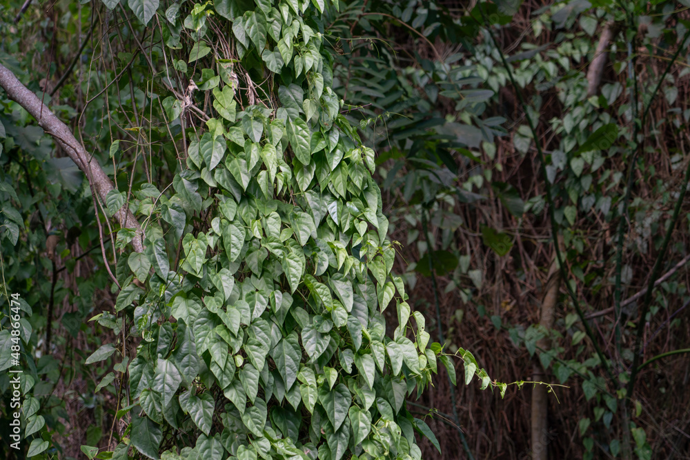Cissus verticillata, the princess vine or seasonvine, is an evergreen perennial vine in the grapevine family Vitaceae.Historical folk medicine recommendations include
Cissus verticillata, the princess vine or seasonvine, is an evergreen perennial vine in the grapevine family Vitaceae.Historical folk medicine recommendations include