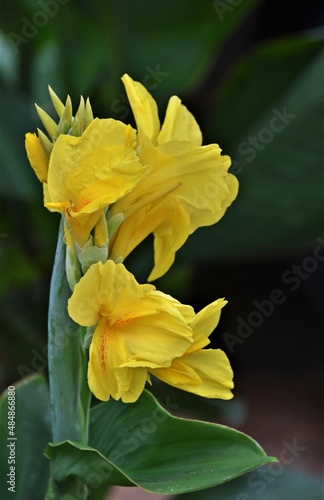 Close up of new yellow canna lilly blossoms