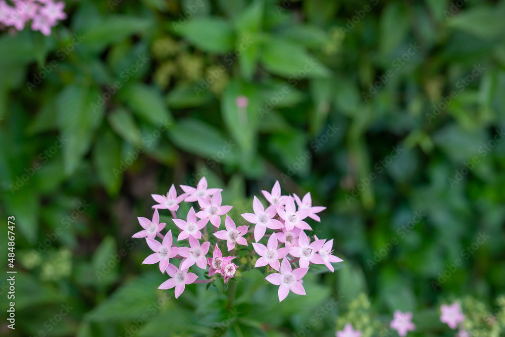 Pentas lanceolata, commonly known as Egyptian starcluster, is a species of flowering plant in the madder family, Rubiaceae that is native to much of Africa as well as Yemen. It is known for its wide u
