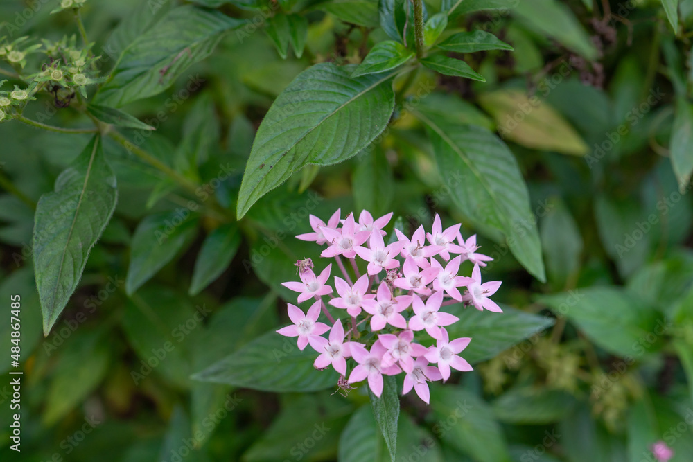 Pentas lanceolata, commonly known as Egyptian starcluster, is a species of flowering plant in the madder family, Rubiaceae that is native to much of Africa as well as Yemen. It is known for its wide u Pentas lanceolata, commonly known as Egyptian starcluster, is a species of flowering plant in the madder family, Rubiaceae that is native to much of Africa as well as Yemen. It is known for its wide u