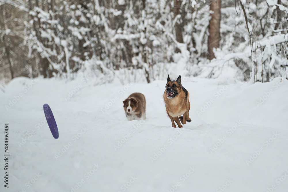 Adult German Shepherd quickly runs after toy ring and aussie puppy tries to reach it too. Australian Shepherd red tricolor. Two dogs have fun running along winter forest road. Adult German Shepherd quickly runs after toy ring and aussie puppy tries to reach it too. Australian Shepherd red tricolor. Two dogs have fun running along winter forest road.