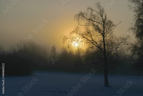 beautiful fog morning, sun through fog, silhouettes of trees and branches, winter landscape, blurred smoky fog background © ANDA