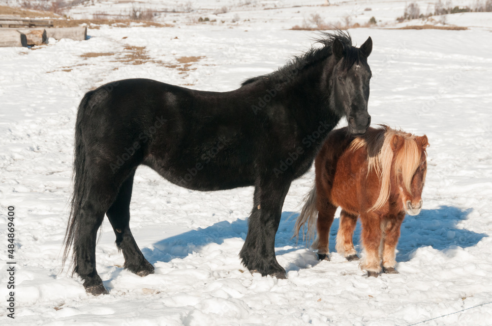 Un cheval de robe couleur noire et un poney shetland, dans un pré couvert de neige en hiver Un cheval de robe couleur noire et un poney shetland, dans un pré couvert de neige en hiver