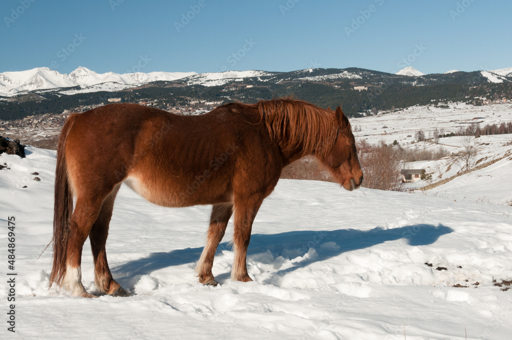 Profil d un cheval de robe couleur alezan dans un pre couvert de neige a la montagne en hiver foto de Stock Adobe Stock
