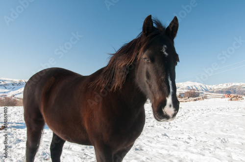 Plan rapproché d'un cheval de robe couleur bai brun en hiver dans un pré couvert de neige
