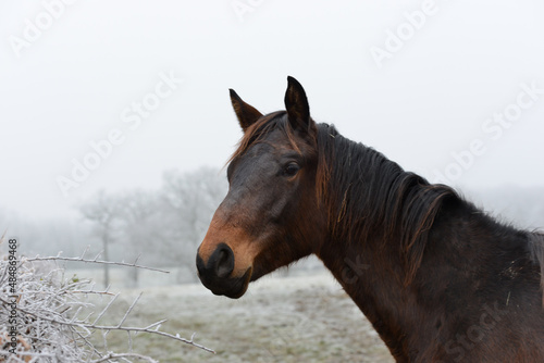 Portrait d un cheval de couleur bai brun dans un paysage blanc couvert de givre en hiver