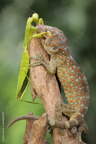 A young tokay gecko preys on a praying mantis on dry wood. This reptile has the scientific name Gekko gecko. 