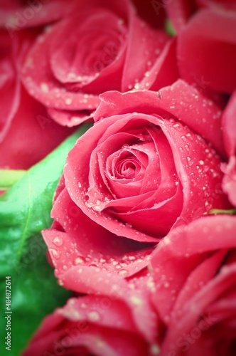 red rose with drops