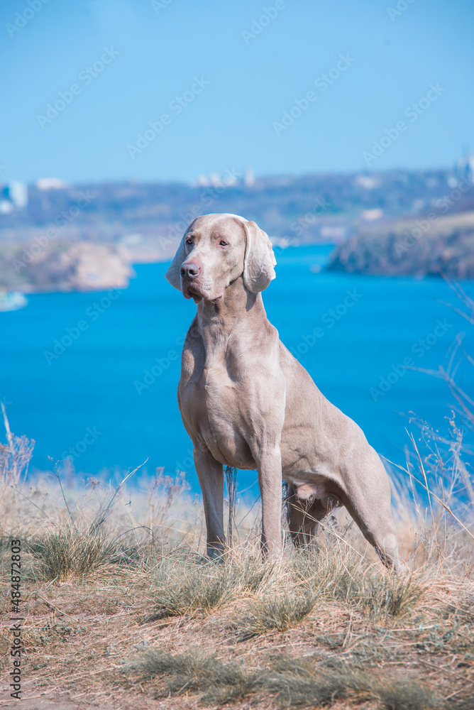 Fantastic vertical photo of beautiful muscular male of weimaraner dog posing standing in yellow grass at the edge of the cliff on the background of blue river water in sunny day Fantastic vertical photo of beautiful muscular male of weimaraner dog posing standing in yellow grass at the edge of the cliff on the background of blue river water in sunny day