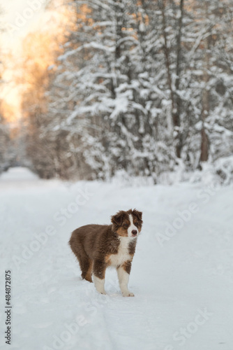 Purebred young puppy of chocolate color on walk in park. Good young dog. Australian Shepherd puppy stands on snowy winter forest road at sunset. Aussie red tricolor.
