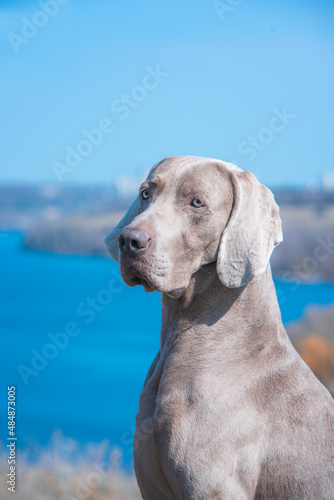 Stunning close up head portrait of beautiful grey male of weimaraner dog looking side away on the background of blue river water and cliffs in sunny day